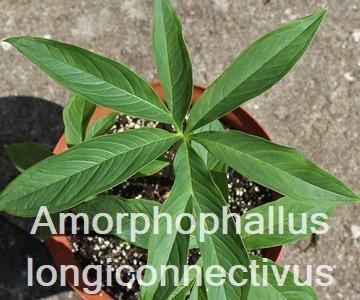 Amorphophallus longiconnectivus