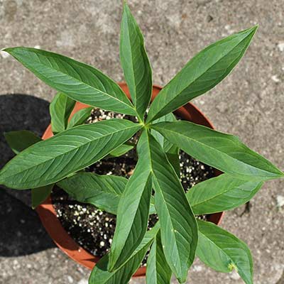 Amorphophallus longiconnectivus 15-07-2013