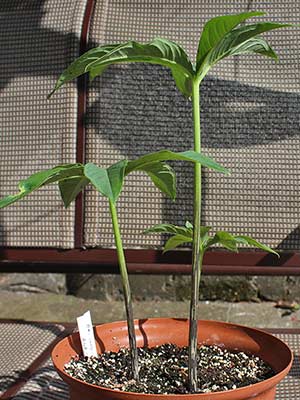 Amorphophallus longiconnectivus 15-07-2013