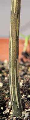 Amorphophallus longiconnectivus 27-07-2013