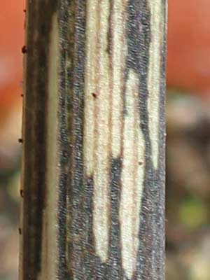 Amorphophallus longiconnectivus 15-05-2013