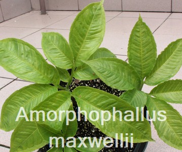 Amorphophallus maxwellii