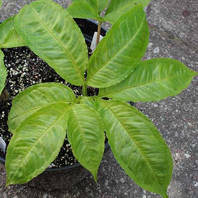 Amorphophallus maxwellii (AGA-2000-01) 13-06-2013