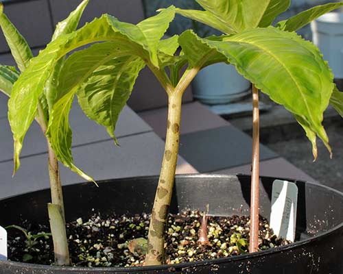 Amorphophallus maxwellii (AGA-2000-01) 17-06-2013