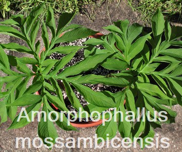 Amorphophallus mossambicensis