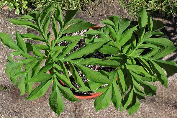 Amorphophallus mossambicensis