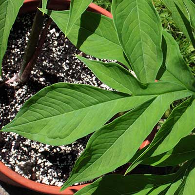 Amorphophallus mossambicensis