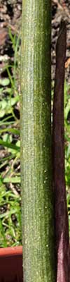 Amorphophallus mossambicensis