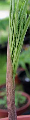 Amorphophallus mossambicensis