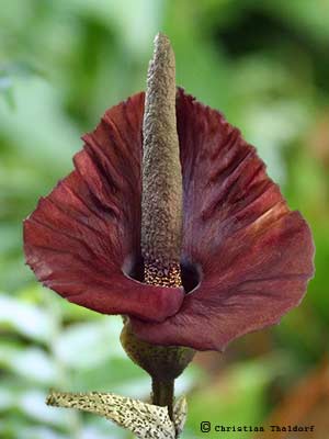 Amorphophallus mossambicensis