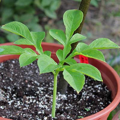 Amorphophallus mossambicensis