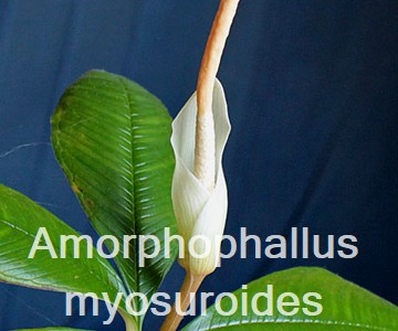 Amorphophallus myosuroides