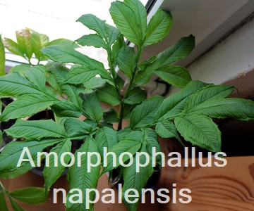 Amorphophallus napalensis