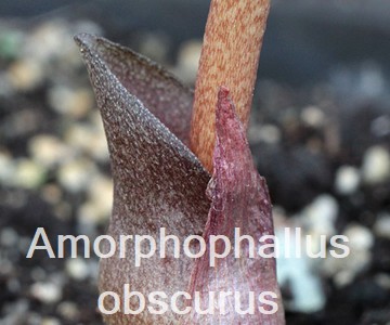 Amorphophallus obscurus