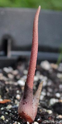 Amorphophallus obscurus