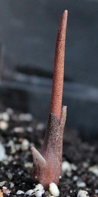 Amorphophallus obscurus