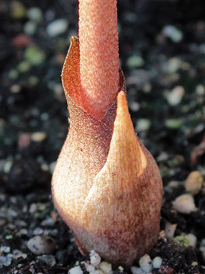 Amorphophallus obscurus