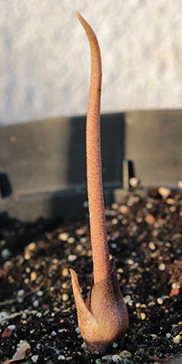 Amorphophallus obscurus