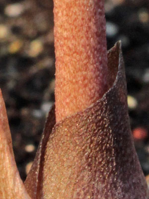 Amorphophallus obscurus