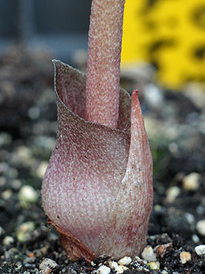 Amorphophallus obscurus