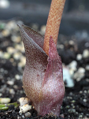 Amorphophallus obscurus