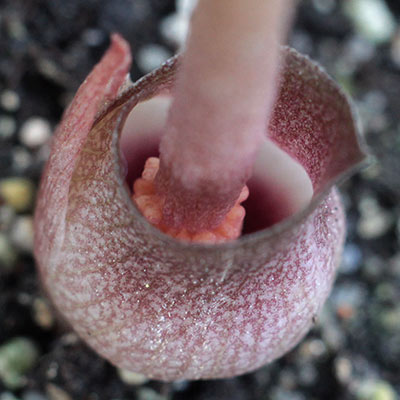 Amorphophallus obscurus