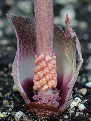 Amorphophallus obscurus