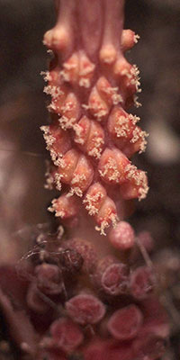 Amorphophallus obscurus