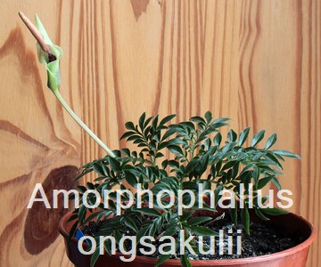 Amorphophallus ongsakulii