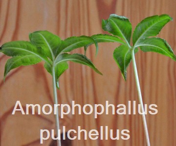 Amorphophallus pulchellus