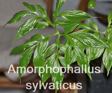 Amorphophallus sylvaticus