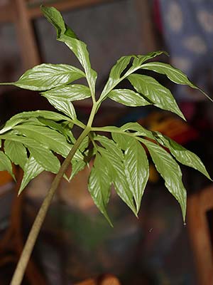 Amorphophallus sylvaticus 04-12-2013