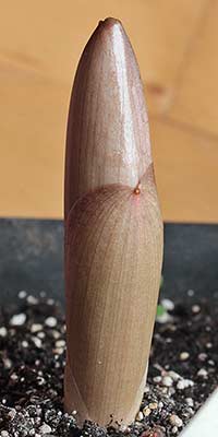 Amorphophallus symonianus xx-xx-2013