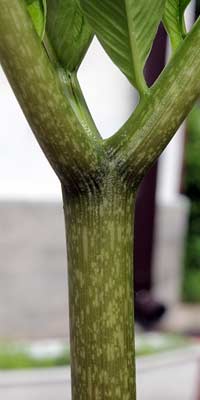 Amorphophallus symonianus xx-xx-2013