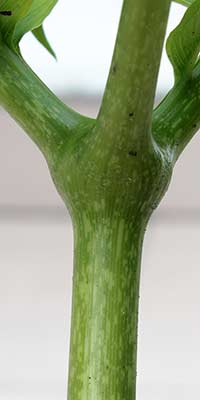 Amorphophallus symonianus xx-xx-2013