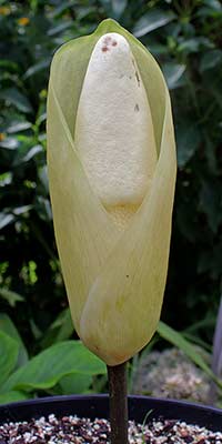 Amorphophallus symonianus xx-xx-2013