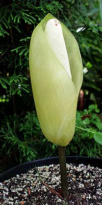 Amorphophallus symonianus xx-xx-2013