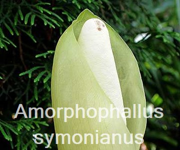 Amorphophallus symonianus