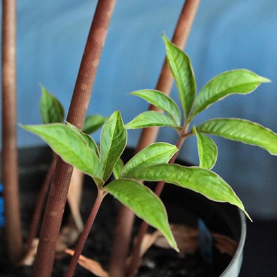 Amorphophallus thaiensis 21-04-2012