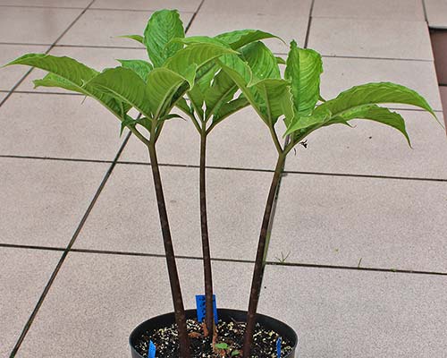 Amorphophallus thaiensis 30-05-2013