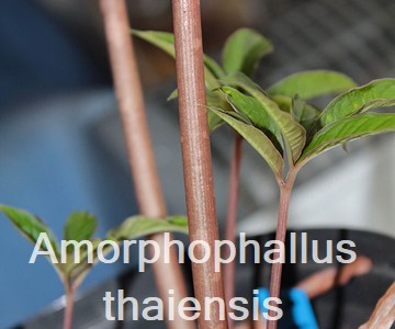 Amorphophallus thaiensis