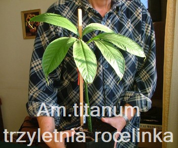 Am. titanum trzyletnia rolinka