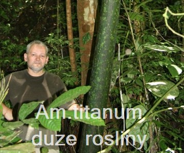 Am. titanum due roliny