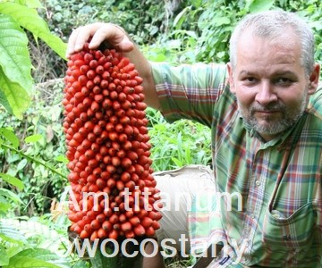 Am. titanum owocostany 