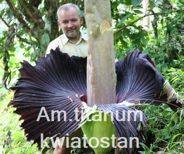 Am. titanum kwiatostan