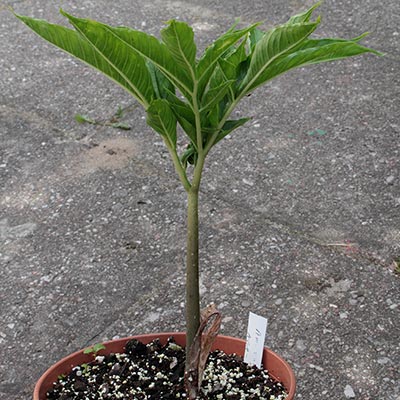 Amorphophallus variabilis 13-06-2013