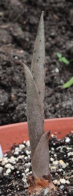 Amorphophallus variabilis 13-05-2013