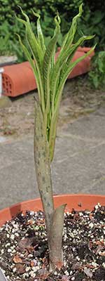 Amorphophallus variabilis 30-05-2013