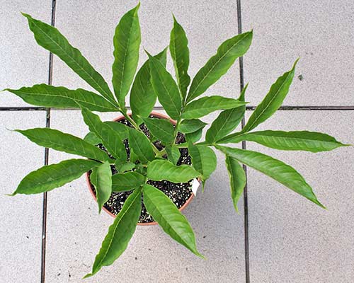 Amorphophallus variabilis 15-07-2013