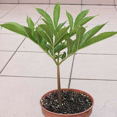 Amorphophallus variabilis 27-07-2013